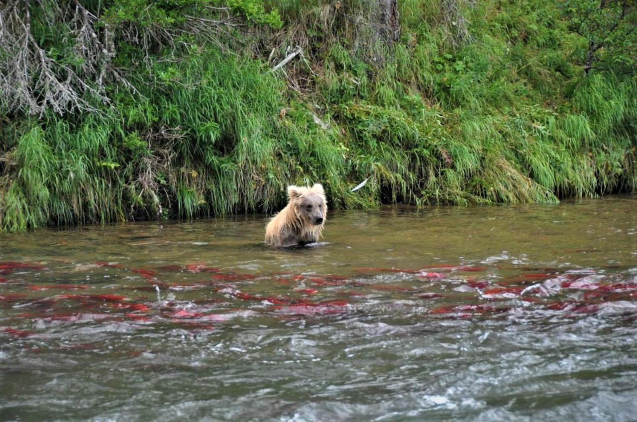 Alaska Creekside Cabins In ซูเวิร์ด ภายนอก รูปภาพ